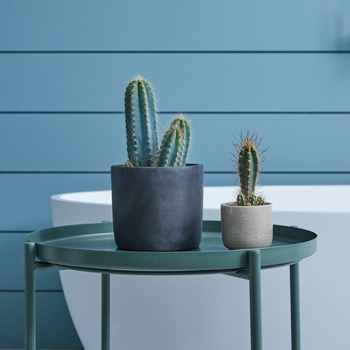 Small cactus in a dark concrete pot next to a tiny cactus in a cream ceramic glazed pot