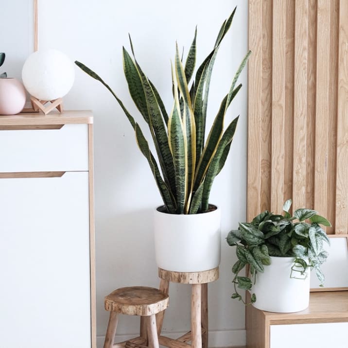 A snake plant and satin pothos in white pots in a well-lit bedroom