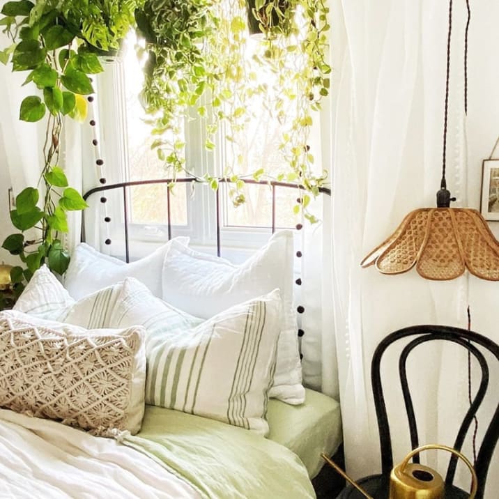 A range of hanging plants including devil's ivy and ivy hanging above a bed in a window in a bedroom