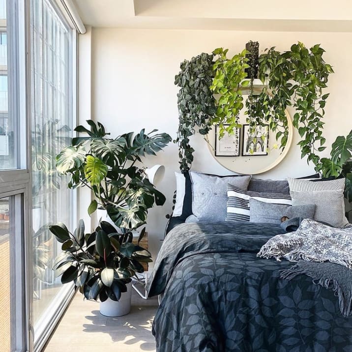 A mirror above a bed in a bedroom surrounded by hanging plants including various types of devil's ivy and pothos