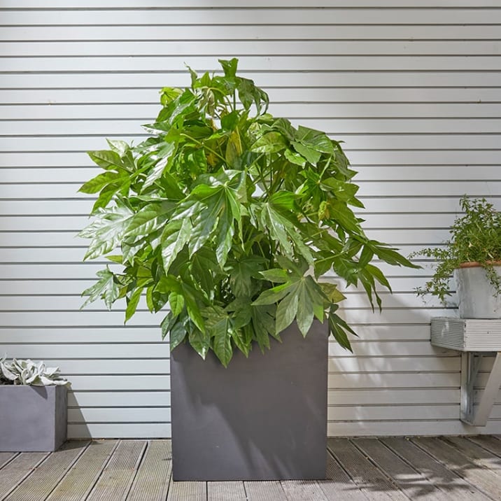 A fatsia japonica in a black cube pot outdoors on a deck area