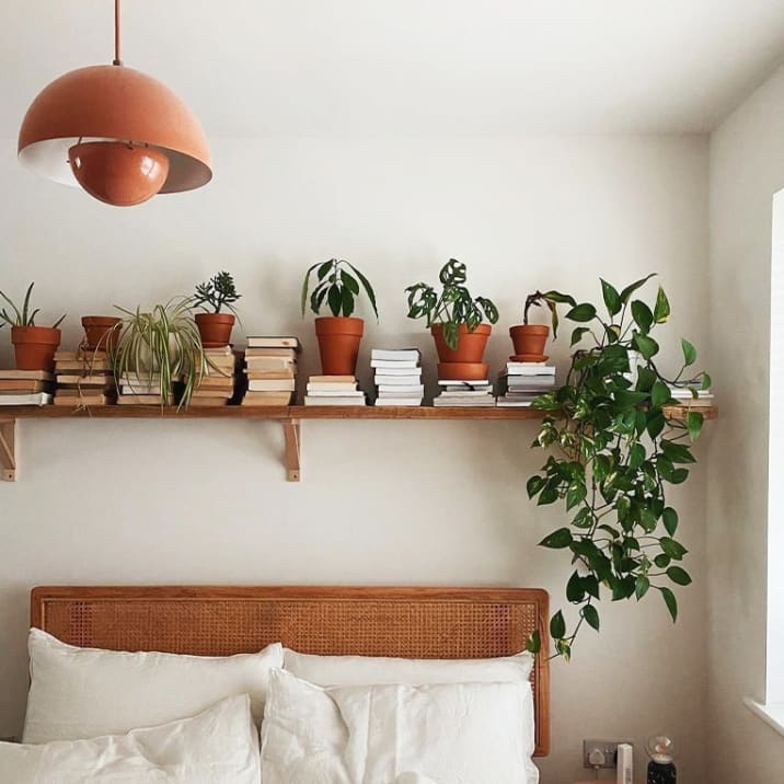 A series of plants on a high bedroom shelf above a bed, including a devil's ivy, a monstera adansonii and a spider plant