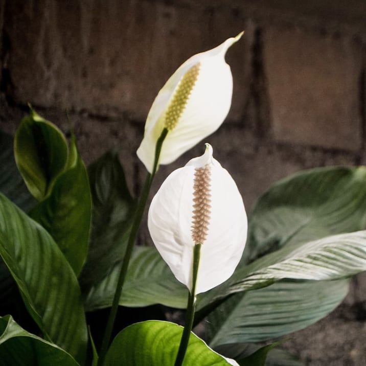 Close-up of a flowering white peace lily with a dark brick wall background