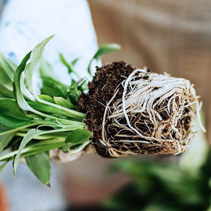Close up of person holding a plant with exposed roots tightly curled around the soil