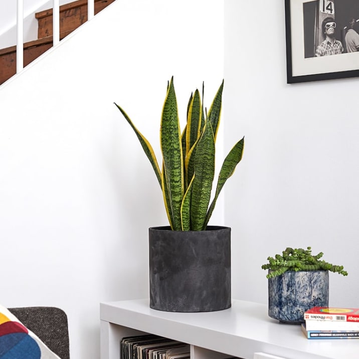 Snake plant in charcoal concrete pot in a living room