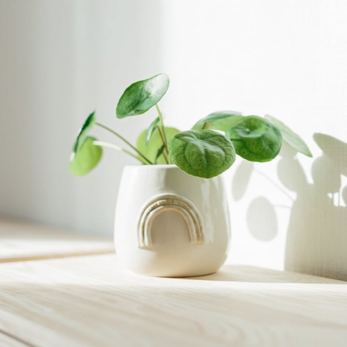 Chinese money plant in a white pot, placed in a sunny spot