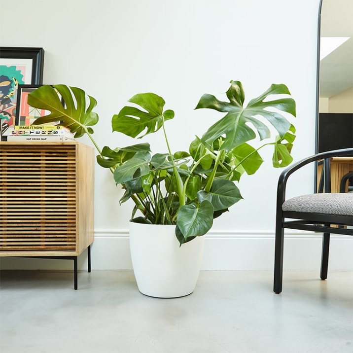 A monstera in a white plastic pot next to a mirror
