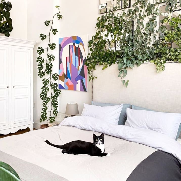 A range of plants including devil's ivy and pothos hanging above a bed in a bedroom