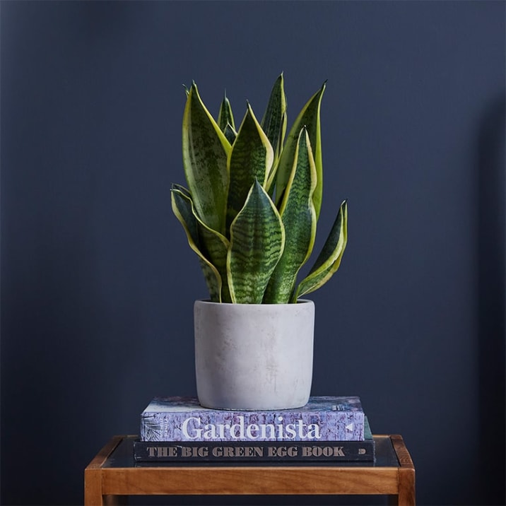 Snake plant on a bedside table in a bedroom