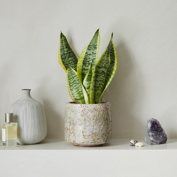 A small snake plant sitting on a shelf with small trinkets surrounding the pot