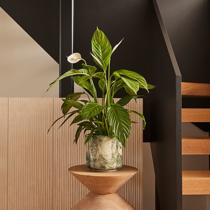 A peace lily in a Patch fractured pot, sitting on a wooden end table