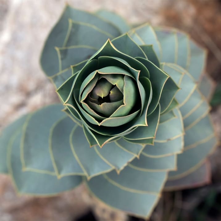 Succulent from above growing in a Fibanacci spiral