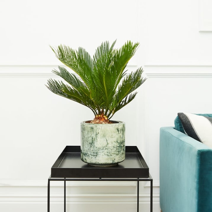 A cycad in a green fractured pot on a side table in a living room