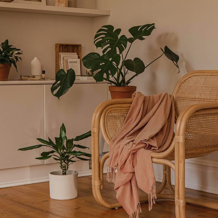 Monstera and corn plant in a living room