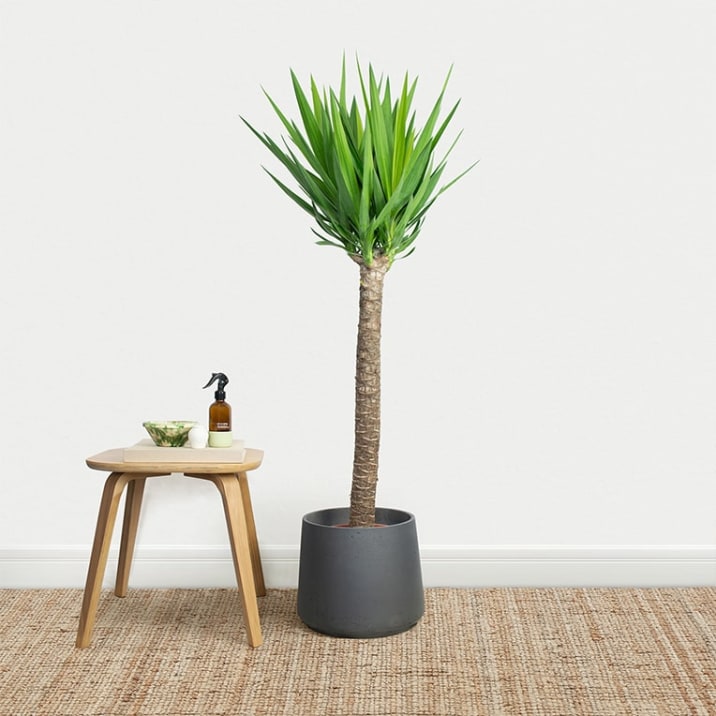 Single stem yucca plant in a black clay pot in a living room