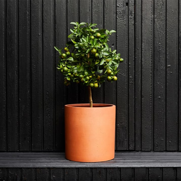 A lime tree in a terracotta sandstone pot outside on a black wooden bench against a black wooden fence
