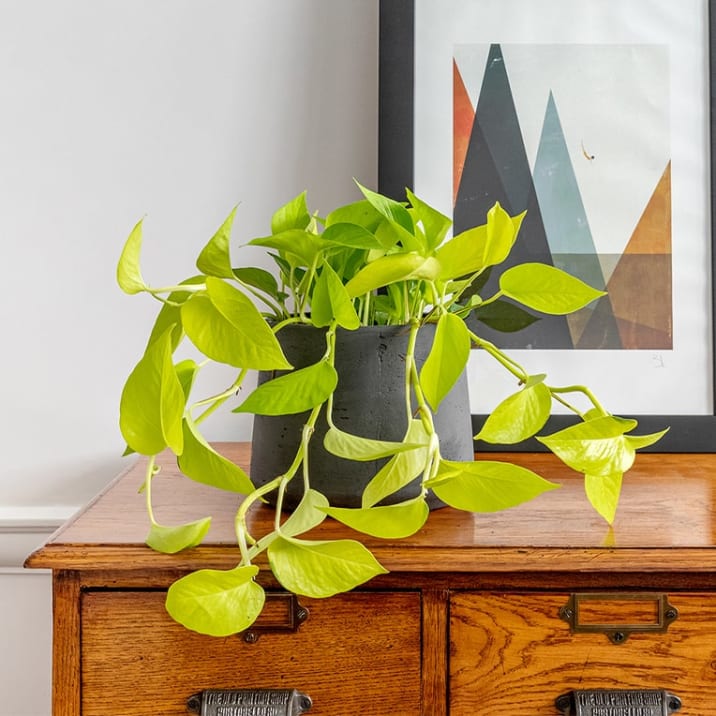 A neon pothos plant in a black clay pot on a chest of drawers in a living room