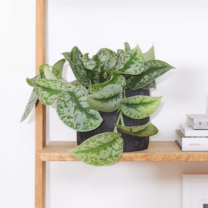 A satin pothos in a black concrete pot on a shelf in a study or home office