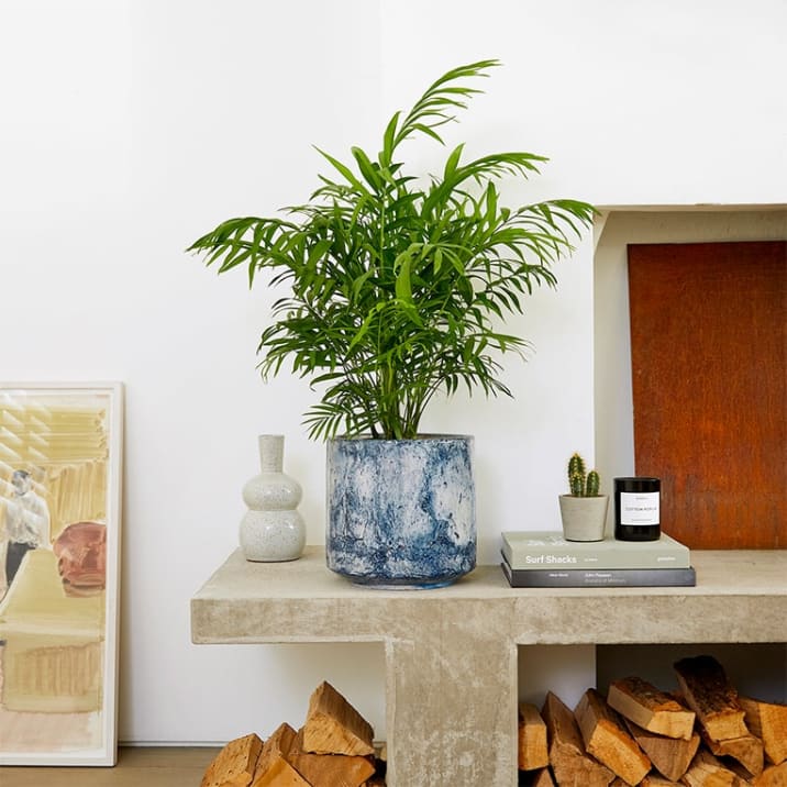A parlour palm in a blue fractured pot in a living room