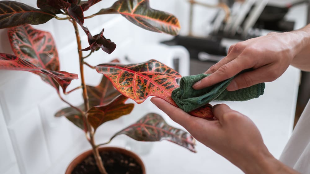 Close up of someone cleaning red leaves