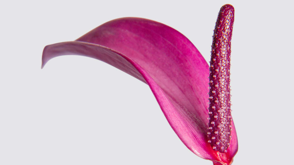 Close up detail photo of a purple anthurium 'Zizou' plant on a white studio background