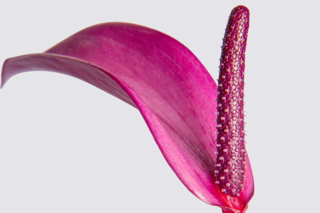 Close up detail photo of a purple anthurium 'Zizou' plant on a white studio background