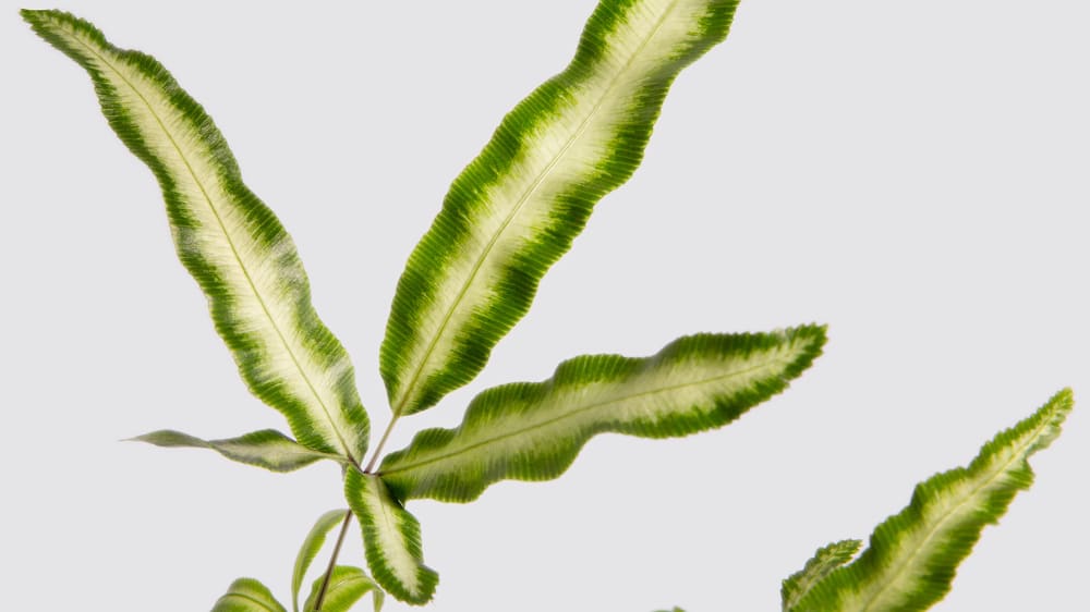 Close up detail photo of a silver ribbon fern plant on a white studio background
