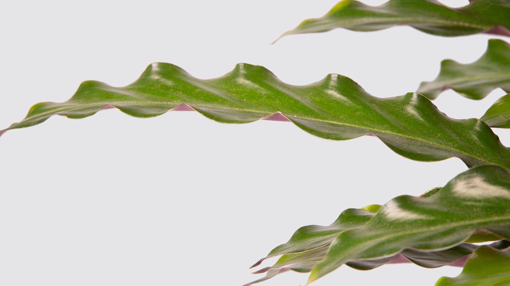 A close up detail photo of a calathea 'elgergrass' plant on a white studio background