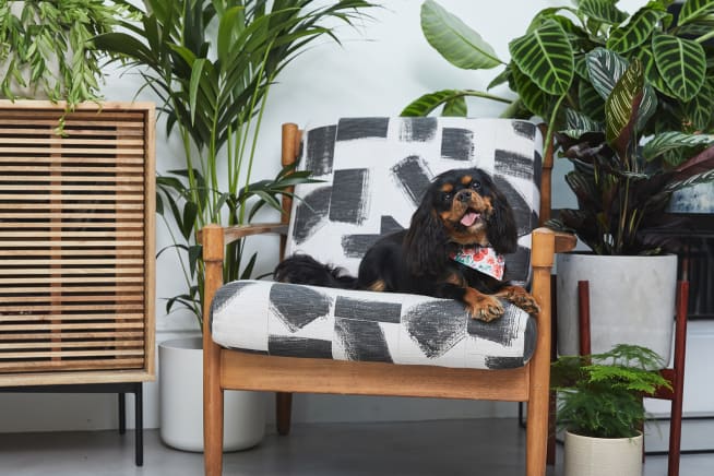 Dog in a living room surrounded by plants including a kentia palm and a calathea