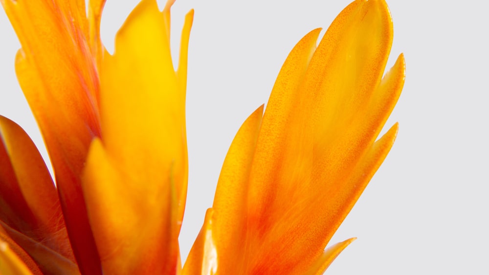 Close up detail photo of a flaming sword 'intenso orange' plant on a white studio background
