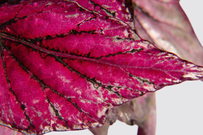 Close up detail photo of a begonia rex 'Hugh McLauchlan' leaf on a white studio background