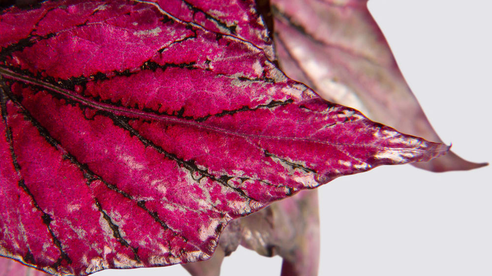 Close up detail photo of a begonia rex 'Hugh McLauchlan' leaf on a white studio background