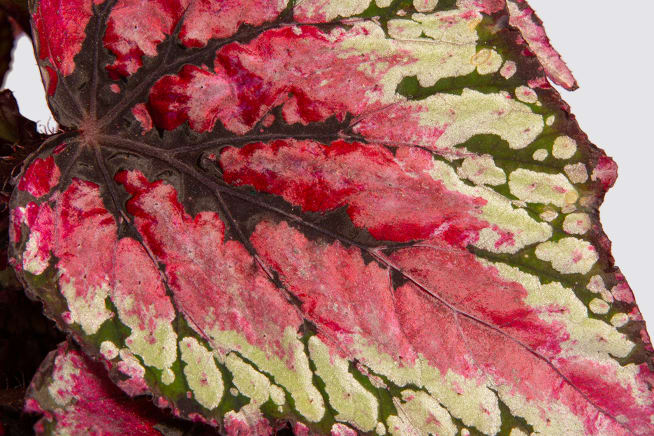 A close-up detail photo of a begonia rex 'Salsa' leaf on a white studio background