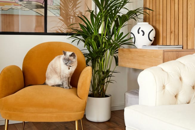 Cat sat on orange chair in living room next to a kentia palm in a white plastic decorative pot