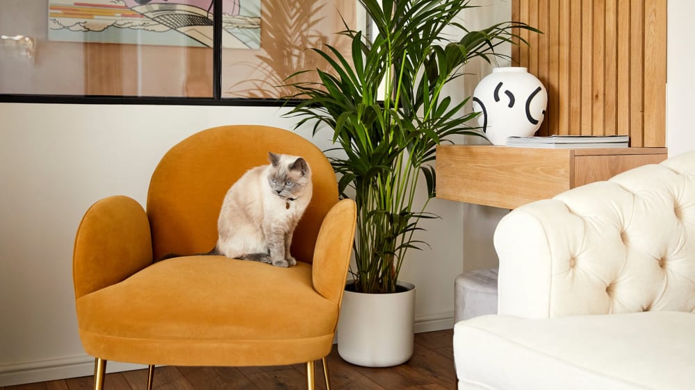 Cat sat on orange chair in living room next to a kentia palm in a white plastic decorative pot