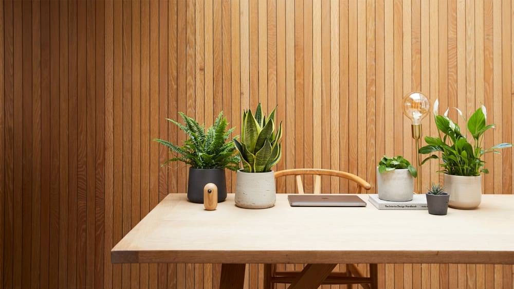 Desk in home office decorated with a Boston fern, snake plant, Chinese money plant, succulent and peace lily in a range of ceramic, concrete and clay pots.