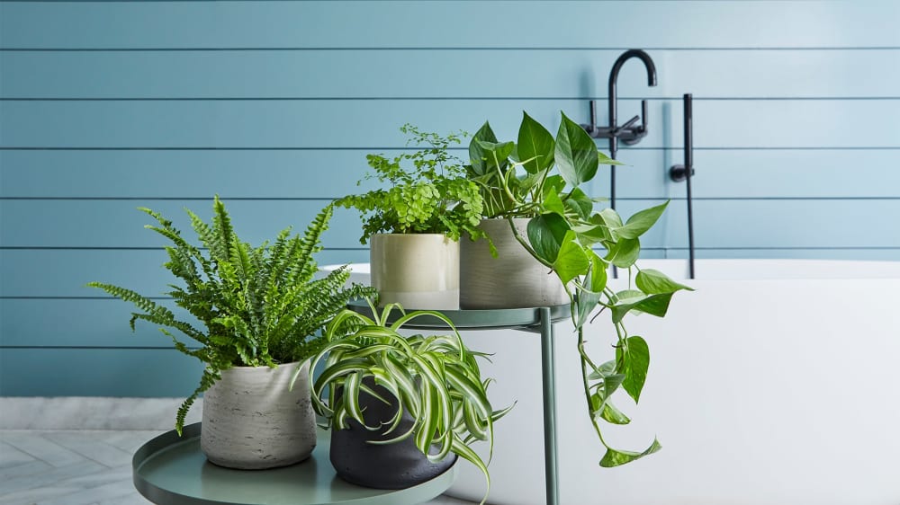 Boston fern in a light grey clay pot, Spider plant in a charcoal clay pot, Maidenhair fern in a light grey concrete pot and a light grey concrete pot, in a bathroom