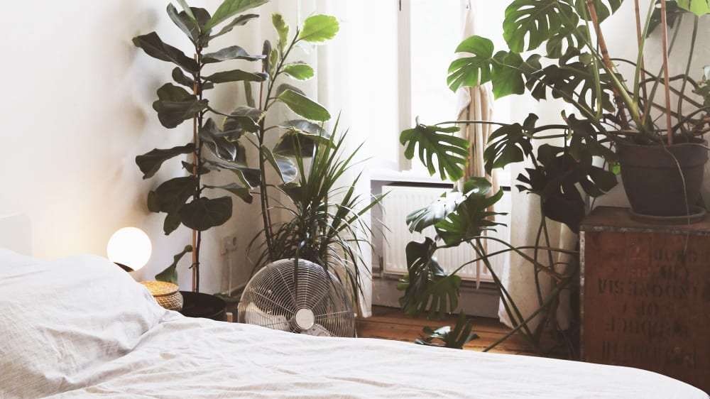 A range of plants including two tall fiddle leaf figs and a large monstera in window in a bedroom