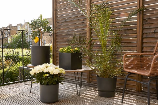 A sunny balcony decorated with a wicker chair, a lemon tree and a white hydrangea in black fibrestone cylinder pots, a black cube pot of African daisies and a Canary Island palm in a black plastic reservoir pot.