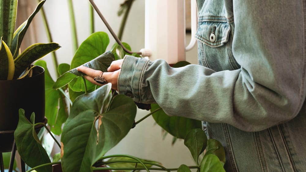 Close up of someone tending to a plant