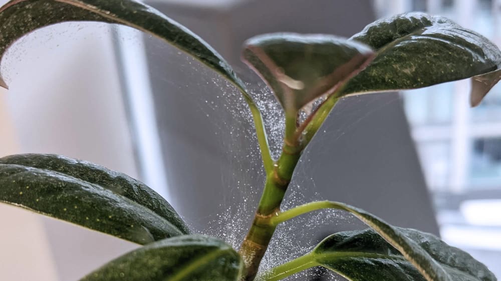 Close up of a web on a plant stem
