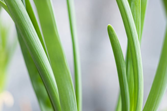A close up of spring onions growing out of potted soil
