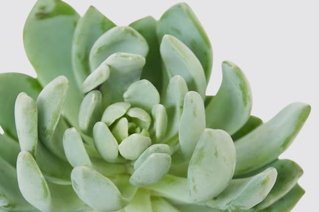 Close-up of a green succulent flower