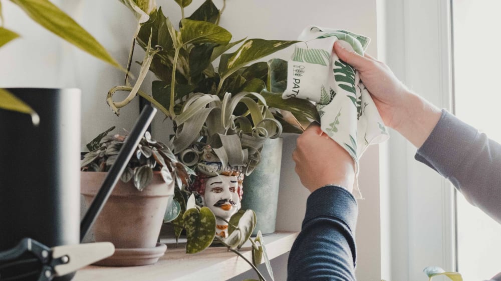 A close up of a person cleaning their houseplants using the Patch dust cleaning cloth