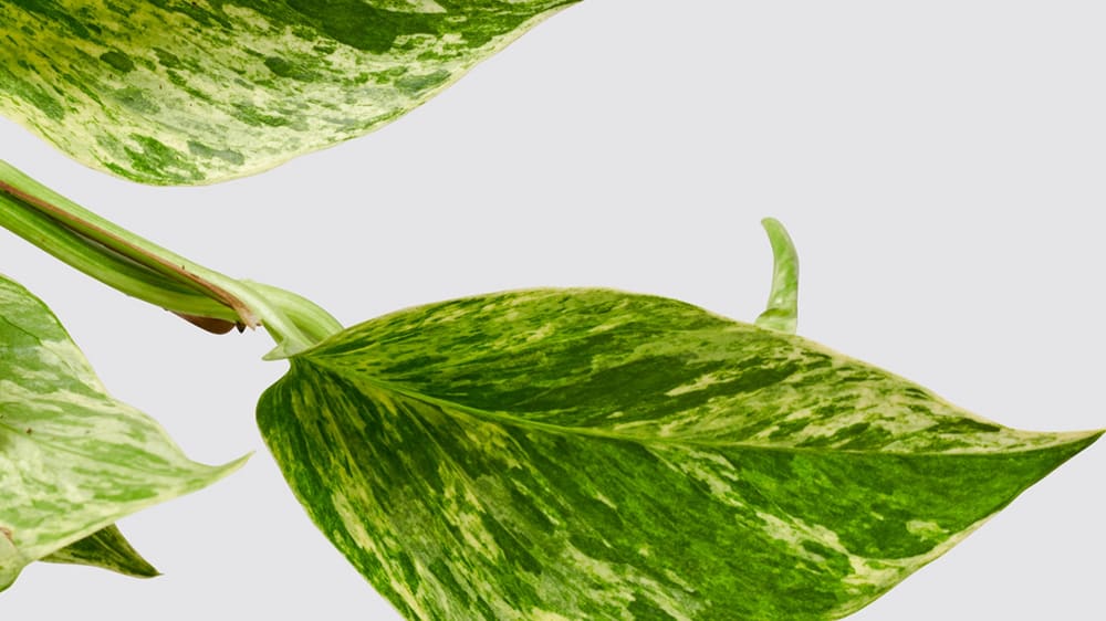 Close-up detail shot of a 'Marble Queen' pothos plant on a studio background