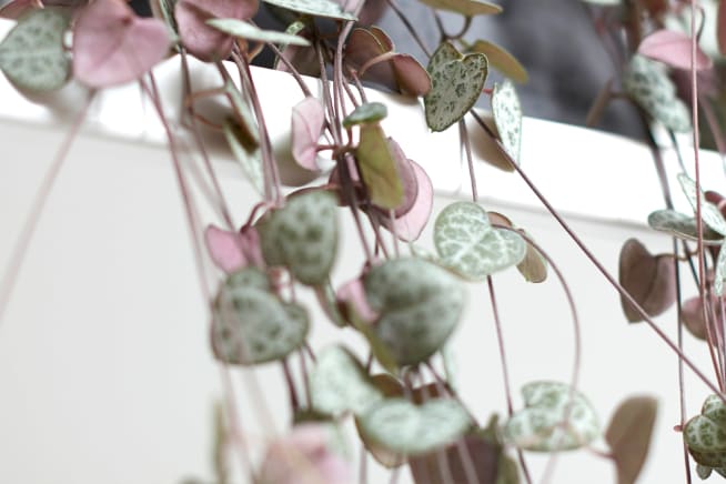 Close-up detail of a ceropegia woodii plant on a white studio backgroun