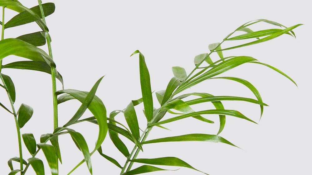 Close-up detail of a parlour palm plant on a white studio background