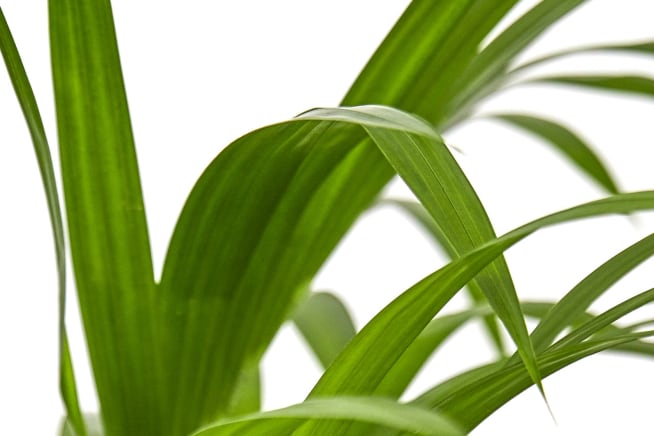 Close-up detail of a kentia palm plant on a white studio background