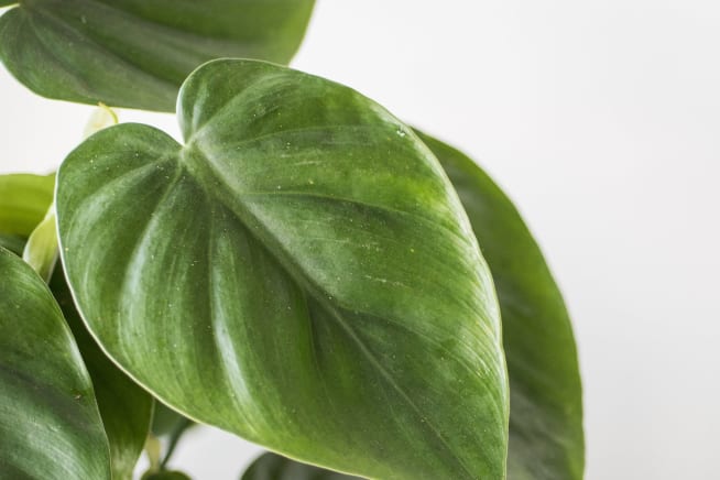 Close-up detail of a philodendron plant on a white studio background