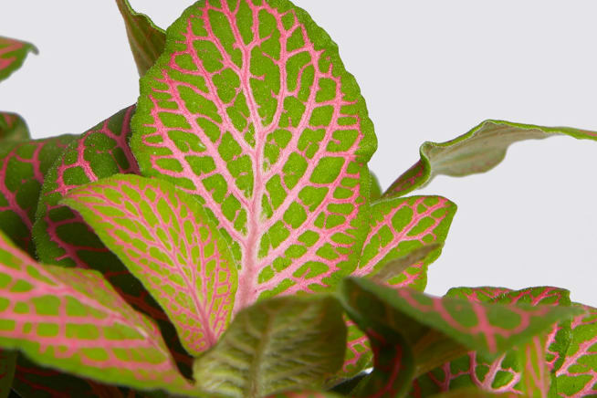 Close-up detail of fittonia plant on a white studio background